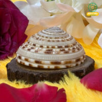 Jovial Vision Vishnu Chakra Benefits