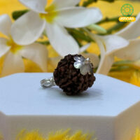 Jovial Vision 5 Mukhi Rudraksha with Silver Pendant