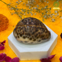 Jovial Vision Raja Kaudis